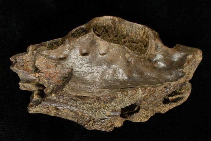 Leidyosuchus Jaw Fragment - Cretaceous Crocodilian #5722